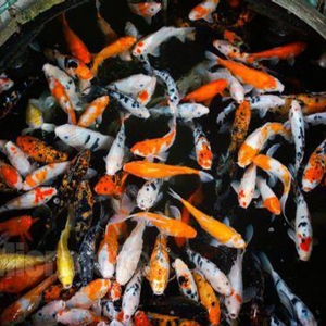 全自動(dòng)魚池凈化系統(tǒng)