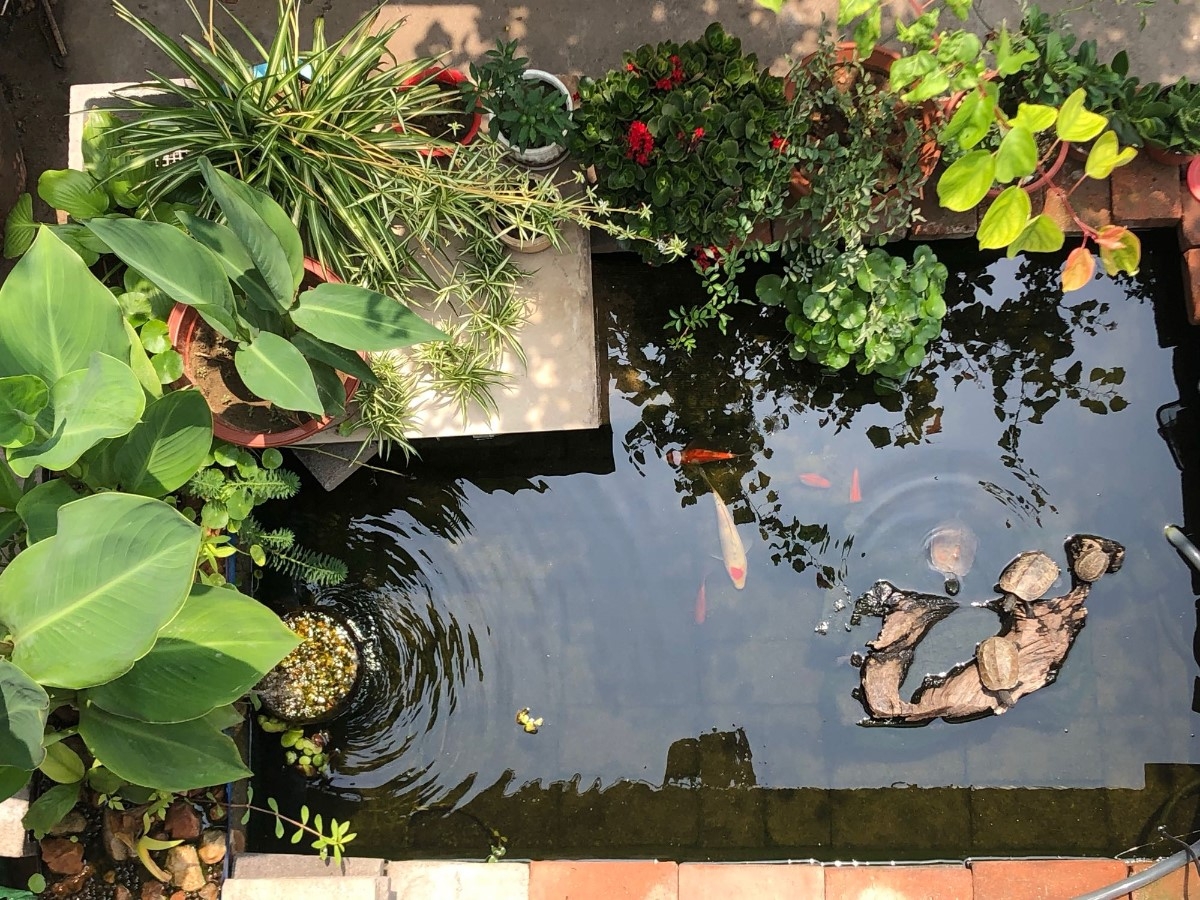 切身體會“魚池文化”，首先選購一款上好的魚池過濾器