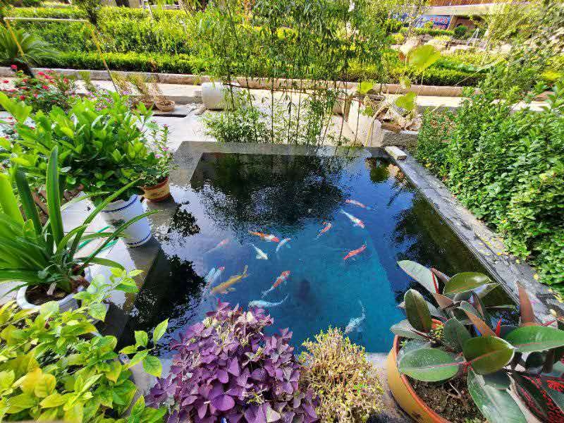 什么是既適合錦鯉生長又能夠給我們提供良好觀賞條件的水呢？